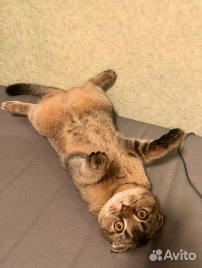 Шотландская вислоухая кошка вязка