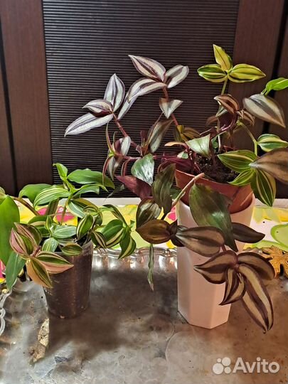 Традесканция, Рэо золотой и розовый, коллизия