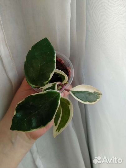 Хойя карноза Snow Ball