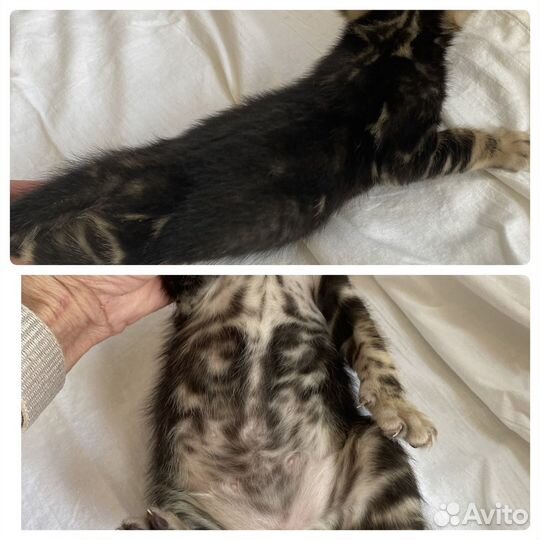 Бенгальские котята
