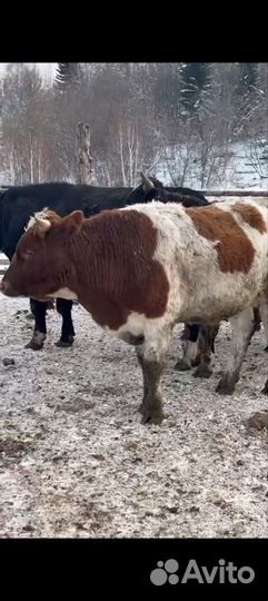 Быки живым весом