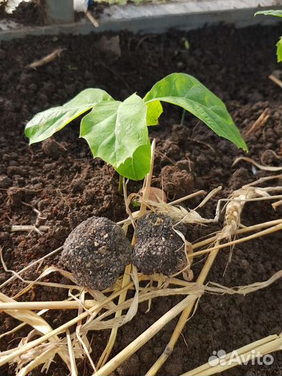 Саженцы красного дуба