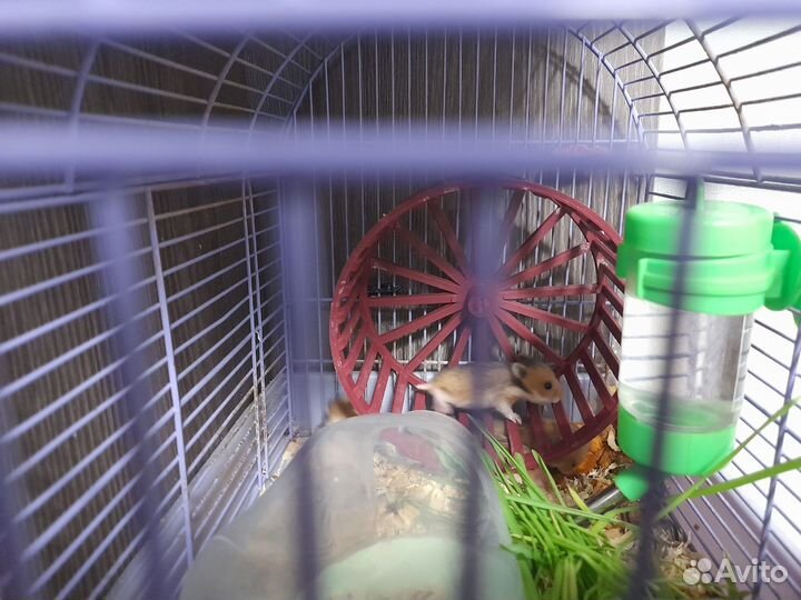 Сирийские хомячки малыши