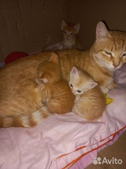Рыжие котики