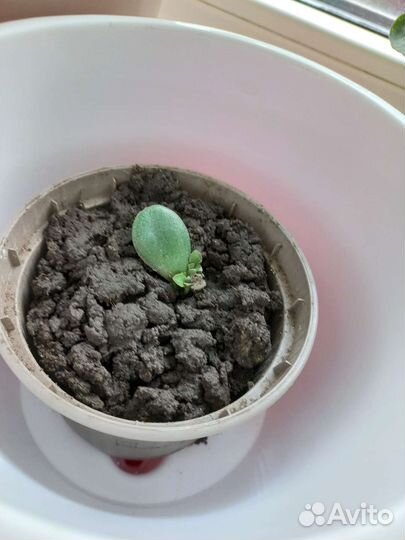 Денежное дерево толстянка