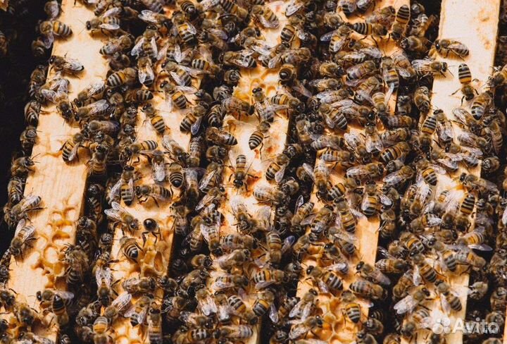 Пчелопакеты и пчелосемьи