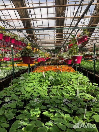 Рассада овощей