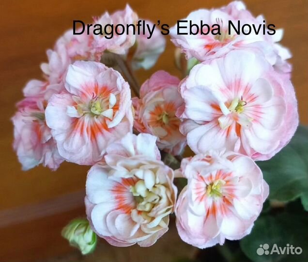 Пеларгонии Царская невеста, lovely Wera и др