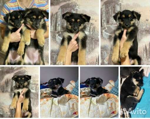 Собаки и щенки из приюта в добрые руки