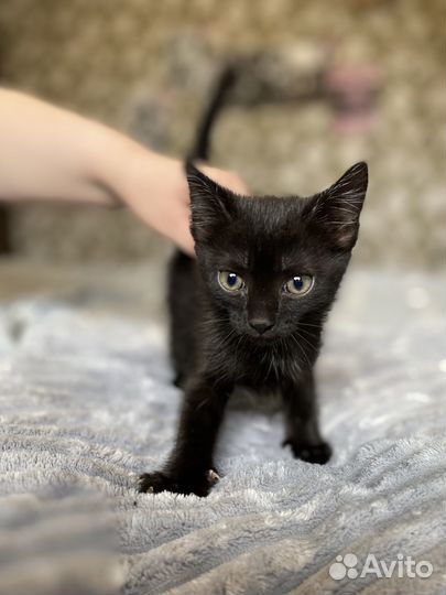 Отдам котенка в добрые руки