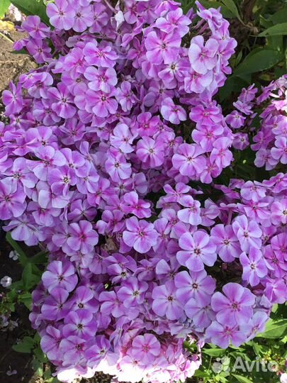 Флоксы цветы многолетние растения