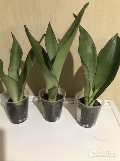 Сансевиерия (комнатные растения)