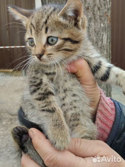 Котята мальчики