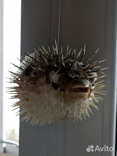 Чучело рыбы фугу