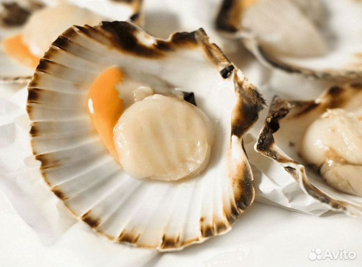 Гребешок морской на створке