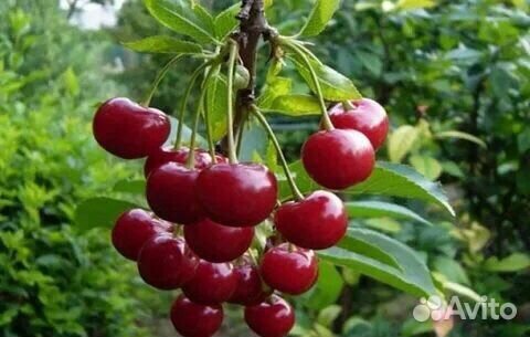 Саженцы вишни