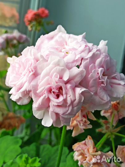 Пеларгония сортовая