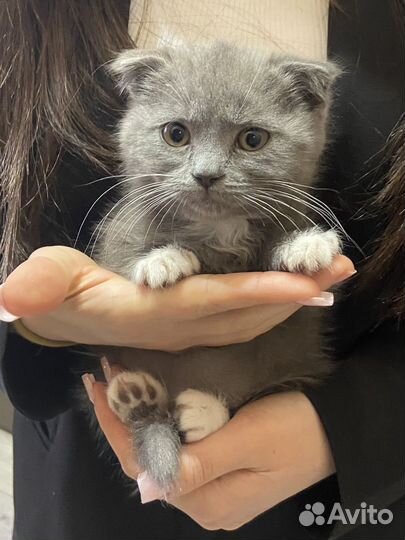 Шотландский вислоухий кот
