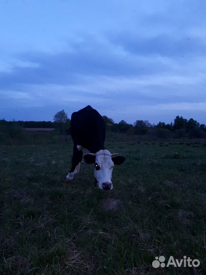 Коровы дойные молочные