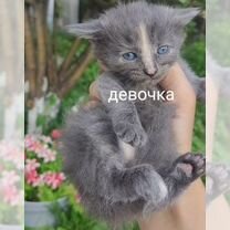 Котята бесплатно