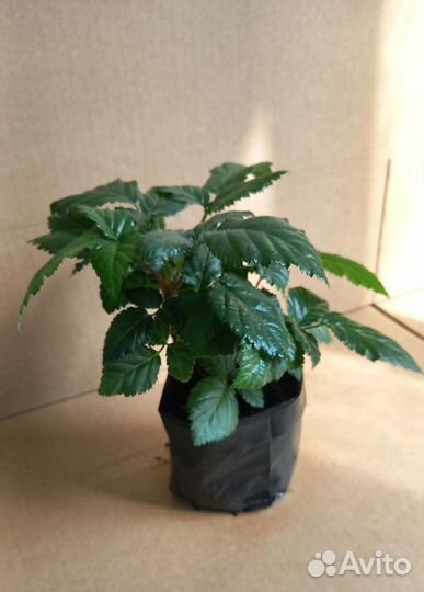 Саженцы ежевики