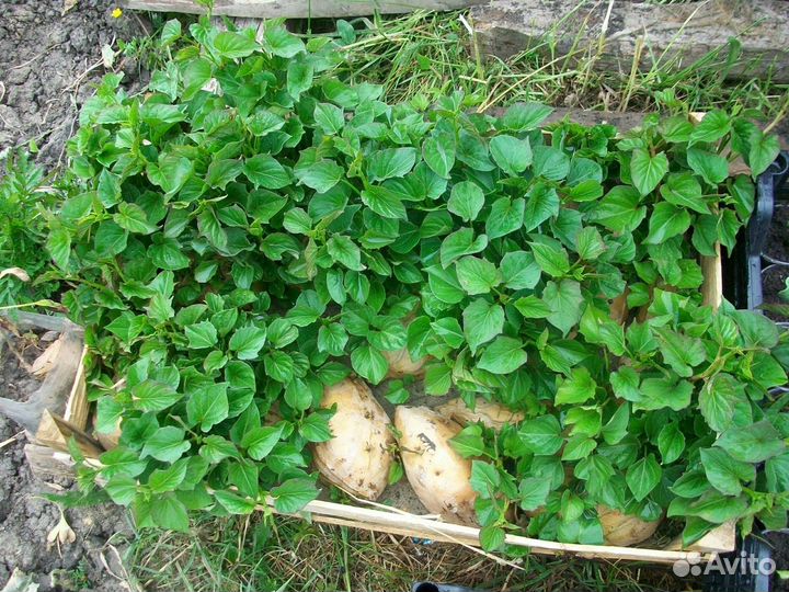 Рассада батат