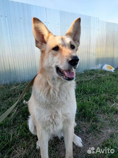 Статная красавица ищет дом в добрые руки