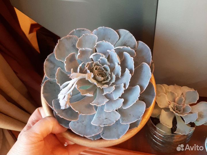 Каменный цветок Эхеверия