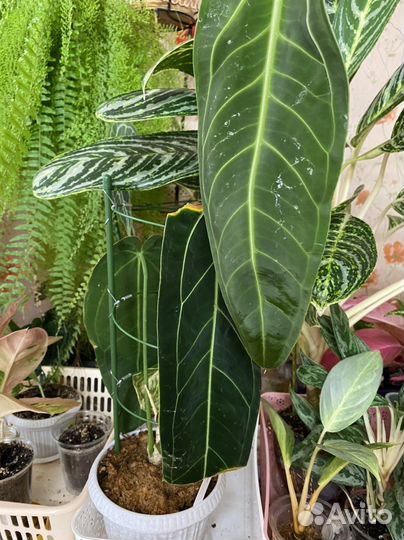 Антуриум» Варок «