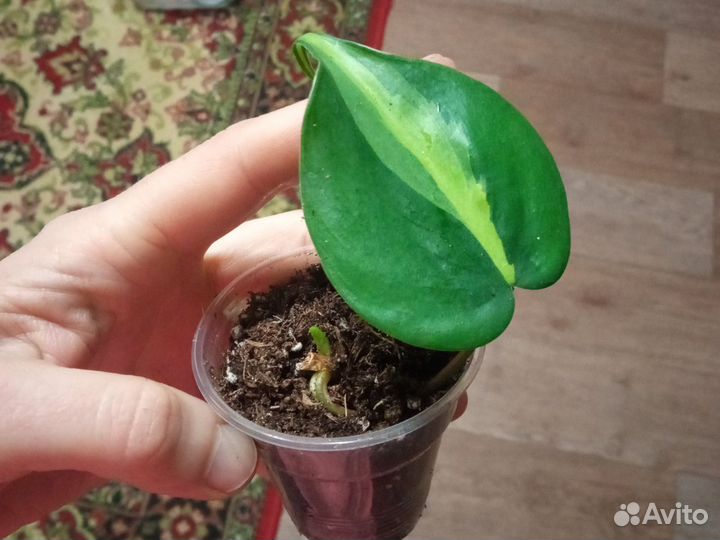 Филодендрон / укорененный черенок