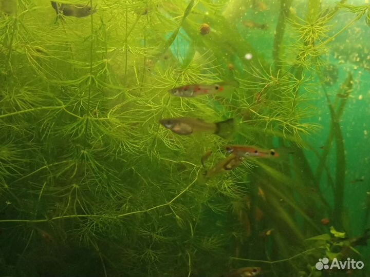 Аквариумные рыбки гуппи