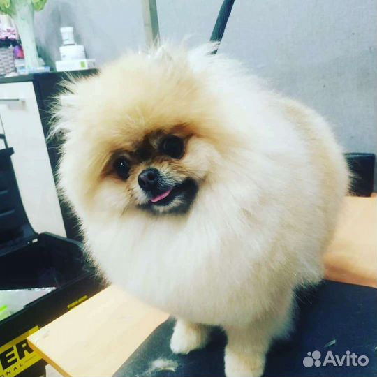 Стригу собак и кошек