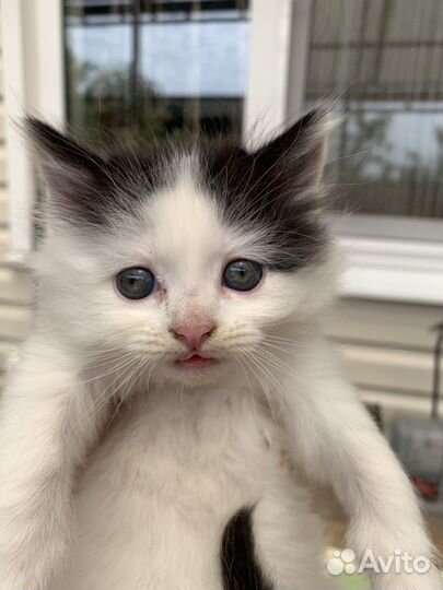 Отдам в добрые руки котят 2 месяца