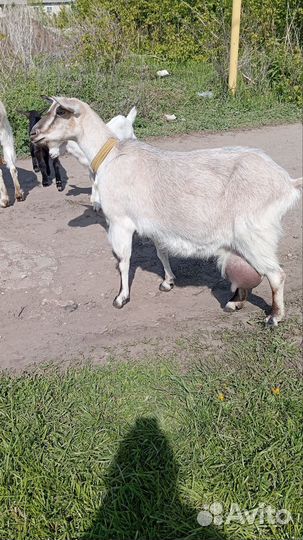 Козлик зааненский на племя