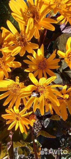 Бузульник зубчатый «Britt-Marie Crawford»