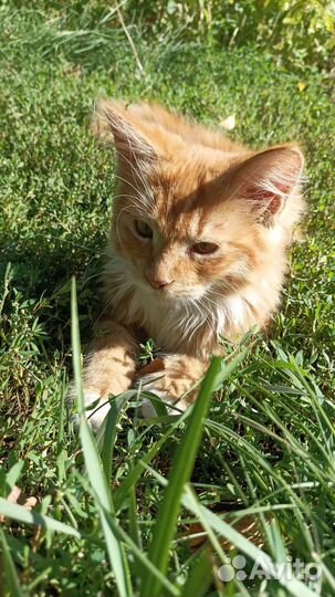 Отдам котенка в добрые руки