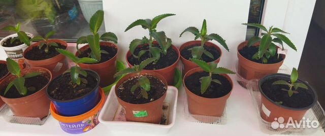 Каланхоэ лечебное