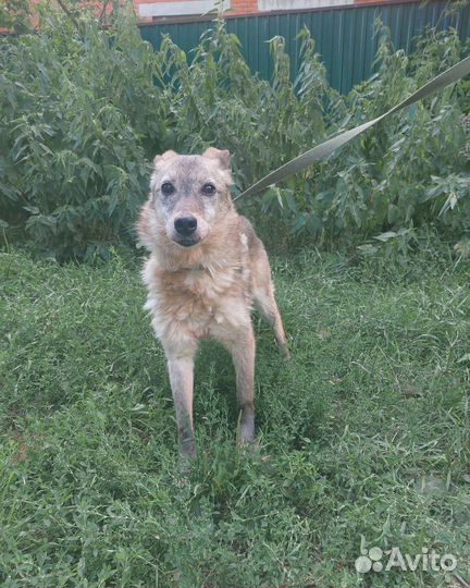 Подарите дом старушке Бабочке