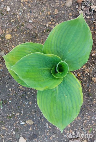 Хосты сортовые