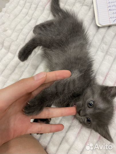 Котенок(мальчик)