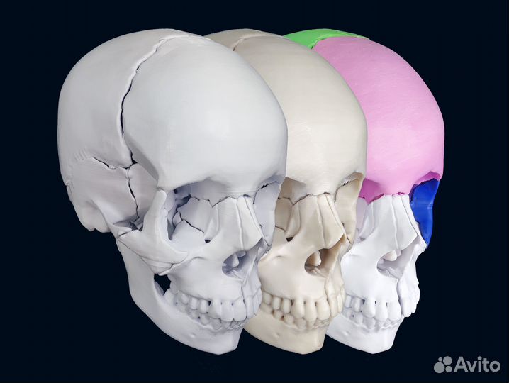 Разборный анатомический череп человека