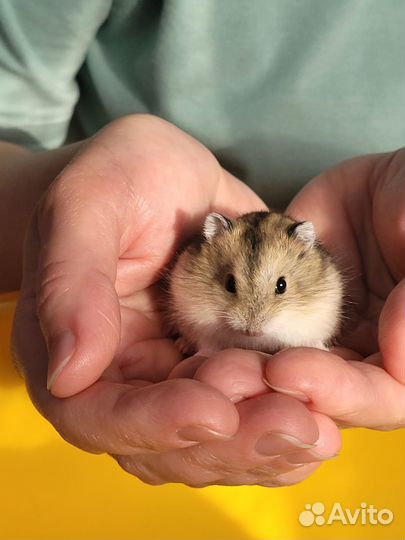 Джунгарский хомяк