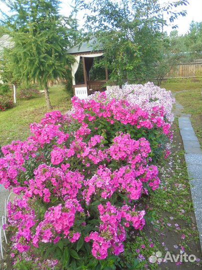 Флоксы многолетние