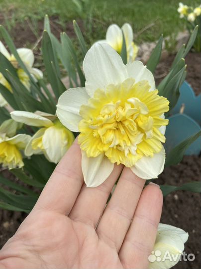 Луковицы нарцисс