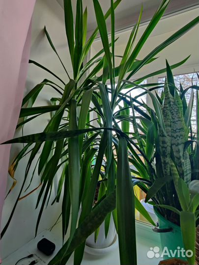 Пальма юкка