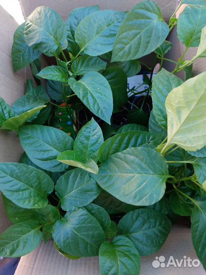 Рассада перца