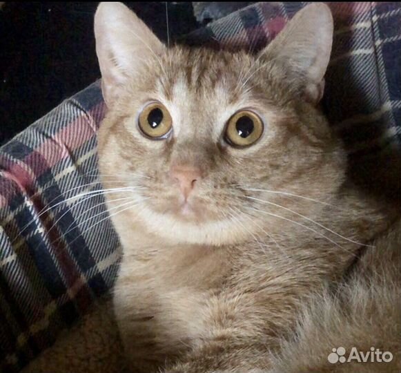 У Альфа почти нет время