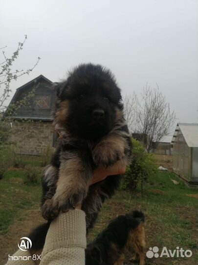 Немецкая овчарка