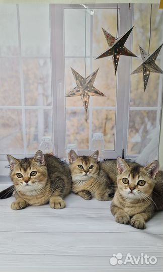 Британские котята