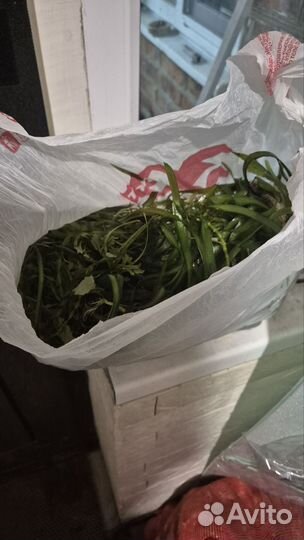 Растения валиснерия спираль и ровная